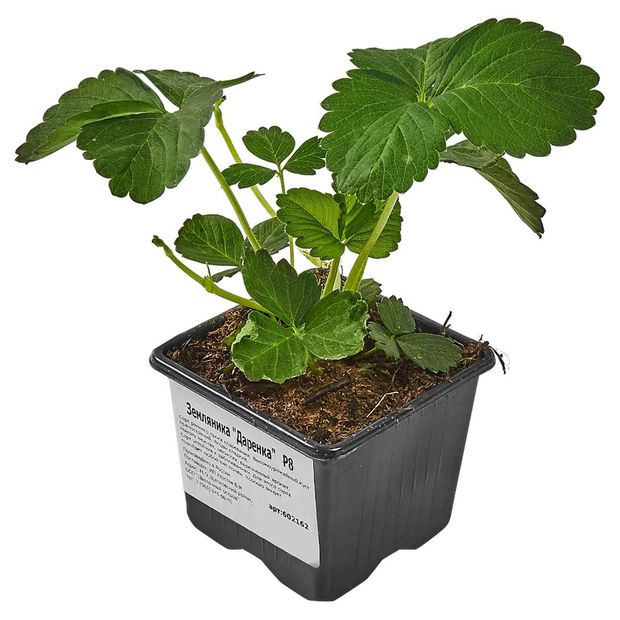 Рассада Земляника ИП Хаустов Б.И. Даренка, Р8