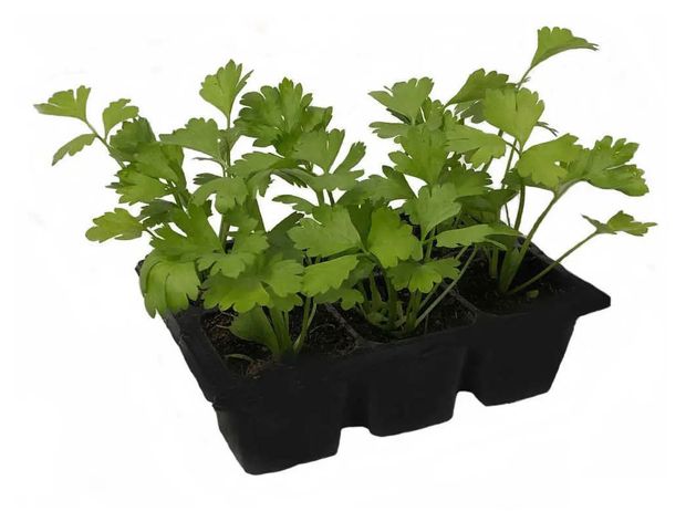 Рассада овощей Сельдерей ИП Хаустов Б.И. в кассете, 6 шт