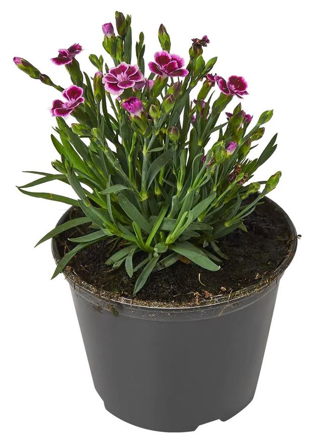 Рассада Гвоздика ИП Хаустов Б.И. Розовые поцелуи, d 13 см