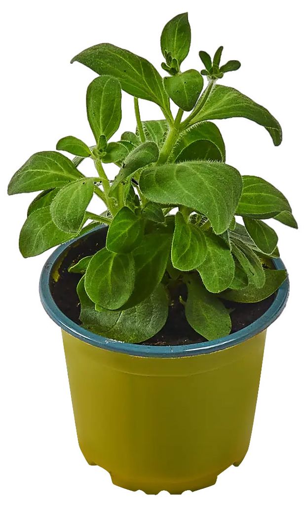 Рассада Петуния ампельная Тепличный комбинат в горшке, d 10 см