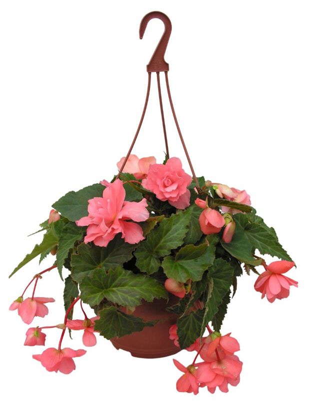 Рассада Бегония ИП Хаустов Б.И. Маракеш в горшке, d 25 см