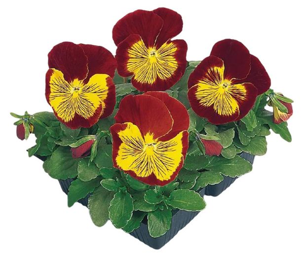 Рассада Виола ИП Хаустов Б.И. микс в кассете, 4 шт