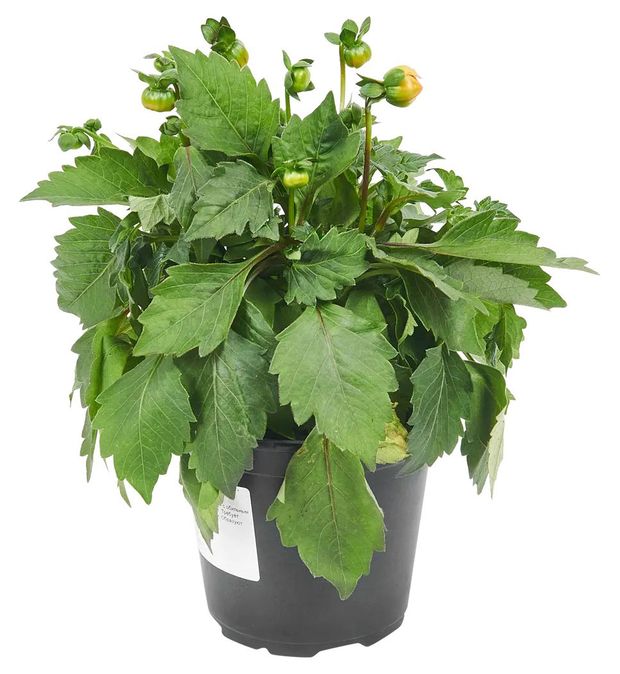 Рассада Георгины клубневые ИП Хаустов Б.И. в горшке, d 13 см