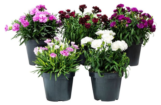 Рассада цветов Гвоздика в ассортименте в горшке, d 12 см