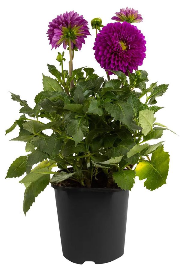 Рассада цветов Георгины черенкованные ИП Хаустов Б.И. в горшке d 17 см