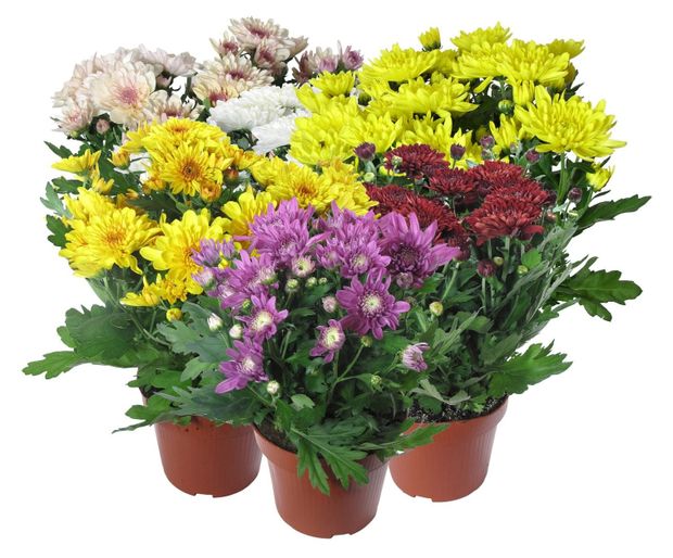 Рассада Хризантема ИП Хаустов Б.И. в горшке, d 13 см