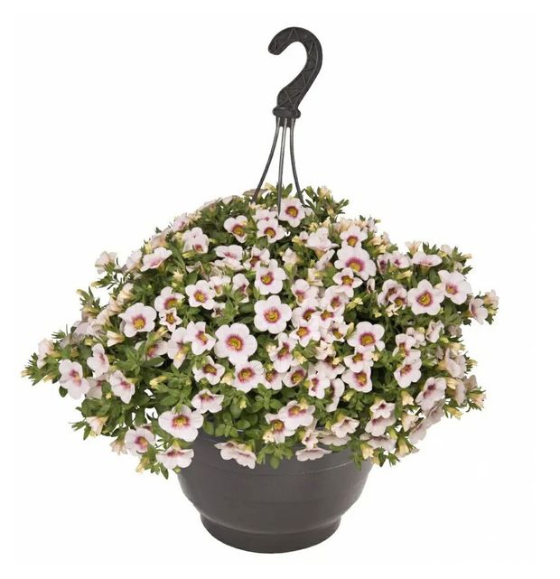Саженцы цветов ИП Хаустов Б.И. Петуния Калибрахоа в подвесном горшке d 25 см
