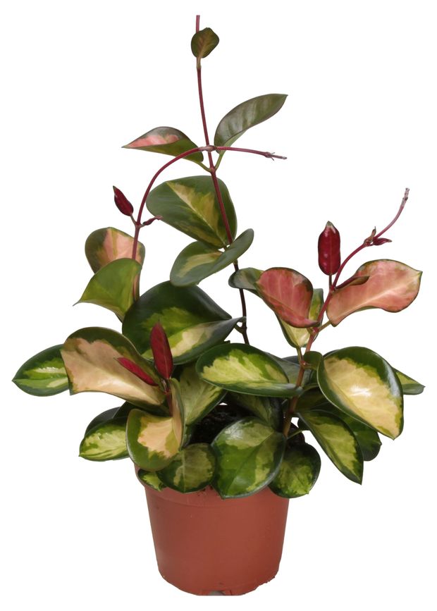 Хойя Аустралис в горшке, d 13 h 30 см