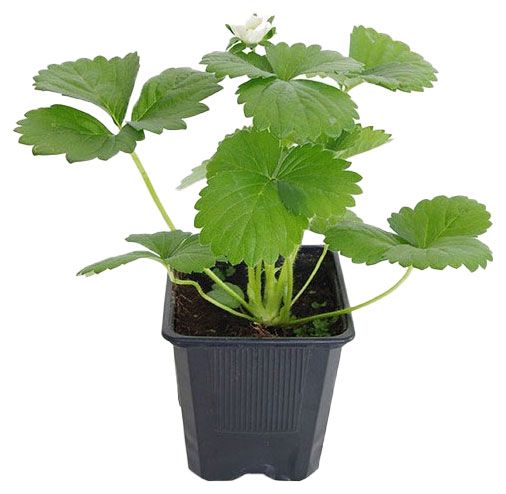 Рассада ягод Лаванда Земляника живая садовая Мальвина в горшке P9 50₽