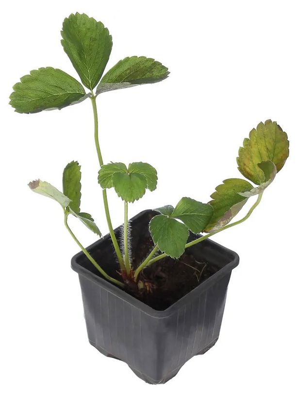 Рассада ягод Земляника живая садовая ремонтантная Остара в горшке P9 50₽