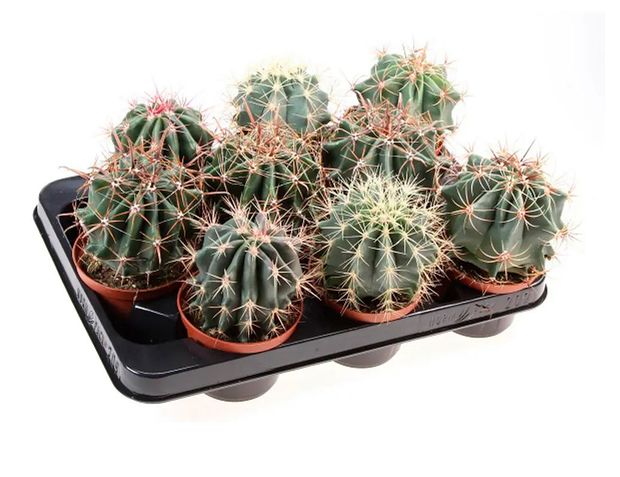 Живое растение Кактус Астрофитум микс в ассортименте в горшке d 6 h 10 см, 1 шт