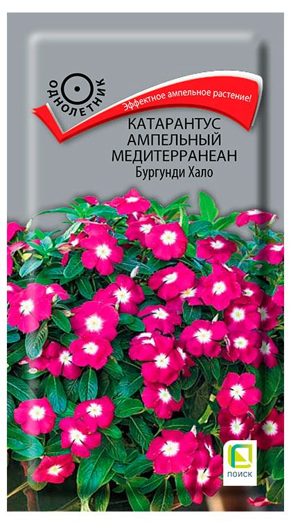Семена Поиск Катарантус ампельный Медитерранеан Бургунди Хало, 10 шт
