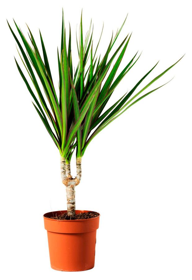 Живое растение Драцена Маргината Маджента дерево в горшке d 19 h 80 см, 1 шт