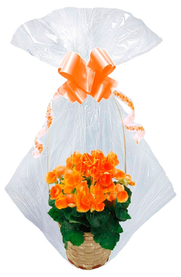 Цветы  Ашан Бегония в корзине, d 15 h 55 см