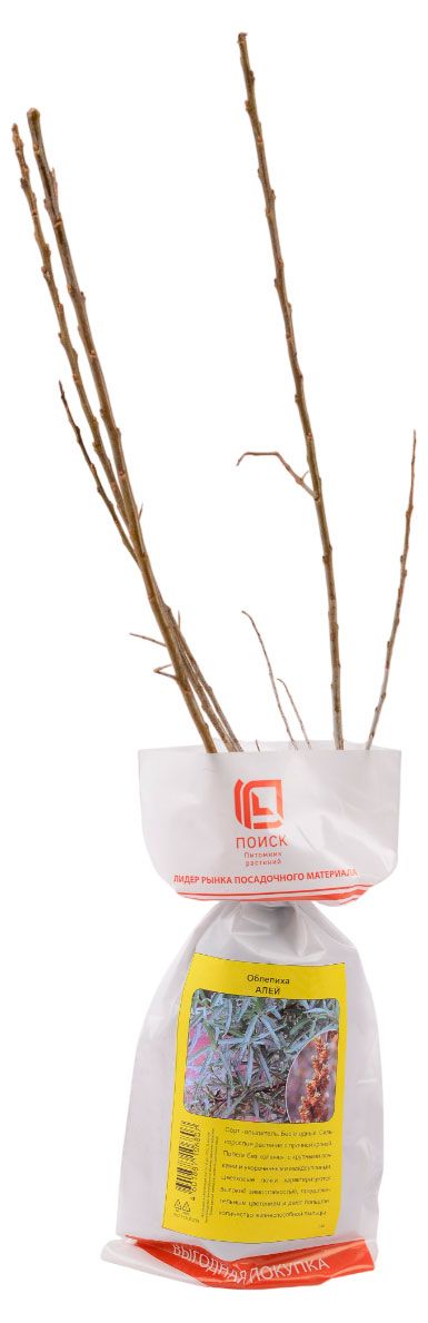 Саженцы Поиск Облепиха, 1 шт