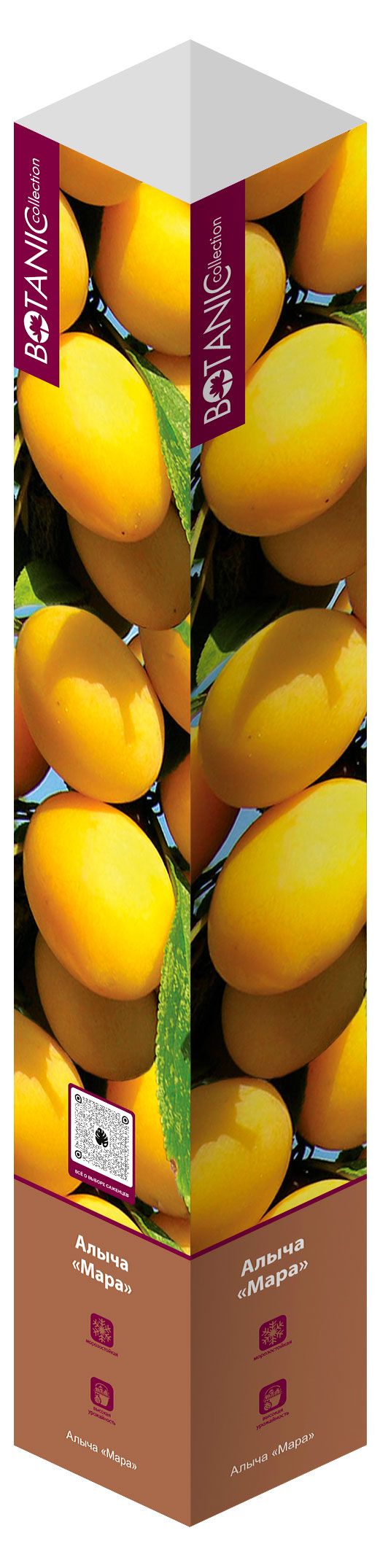 Саженцы Флора групп Алыча Мара в тубе, 1 шт