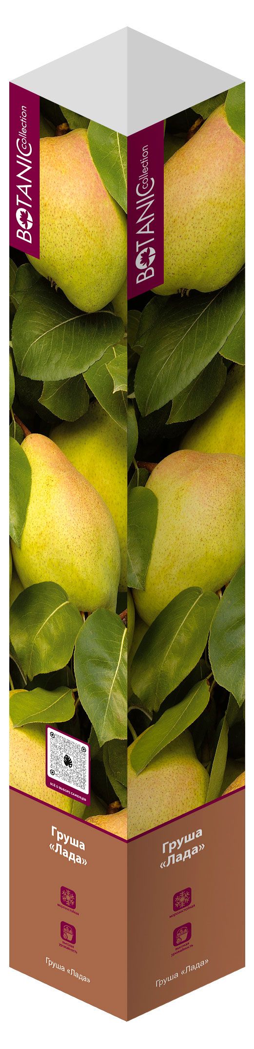 Саженцы Флора групп Груша Лада в тубе, 1 шт