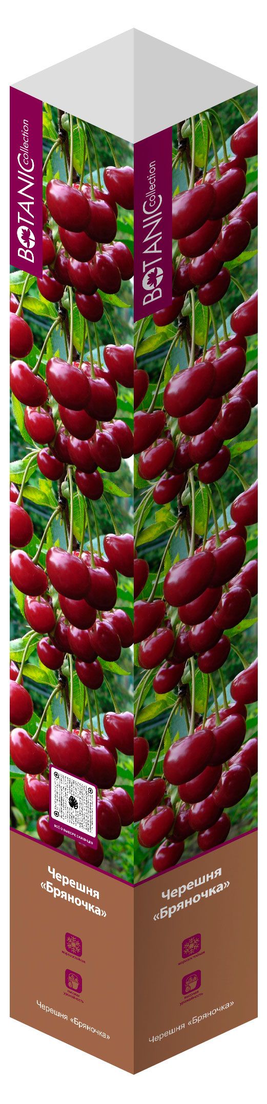 Саженцы Флора групп Черешня Бряночка в тубе, 1 шт