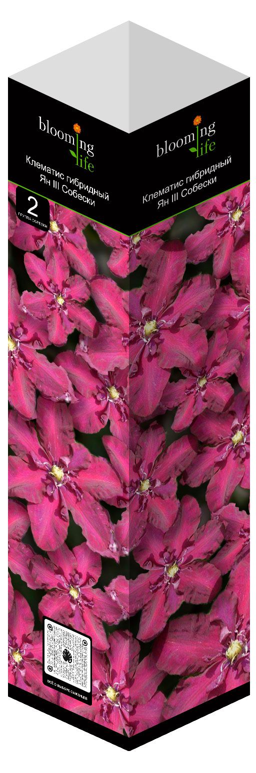 Саженцы Флора групп Клематис Ян III Собески в тубе, 1 шт