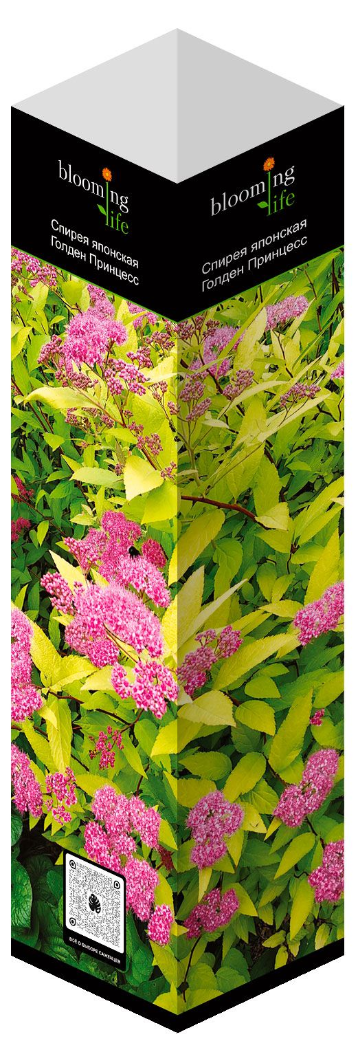 Саженцы Флора групп Спирея Голден Принцесс в тубе 1 шт 299₽