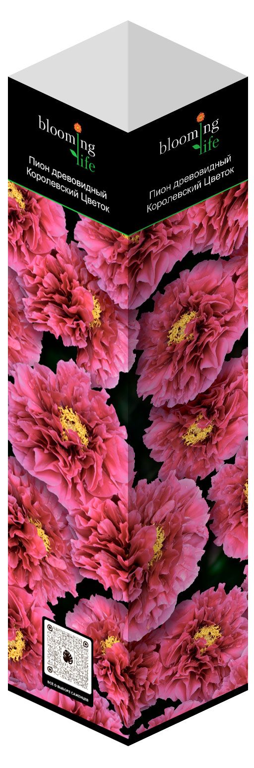 Саженцы Флора групп Пион Королевский Цветок в тубе, 1 шт