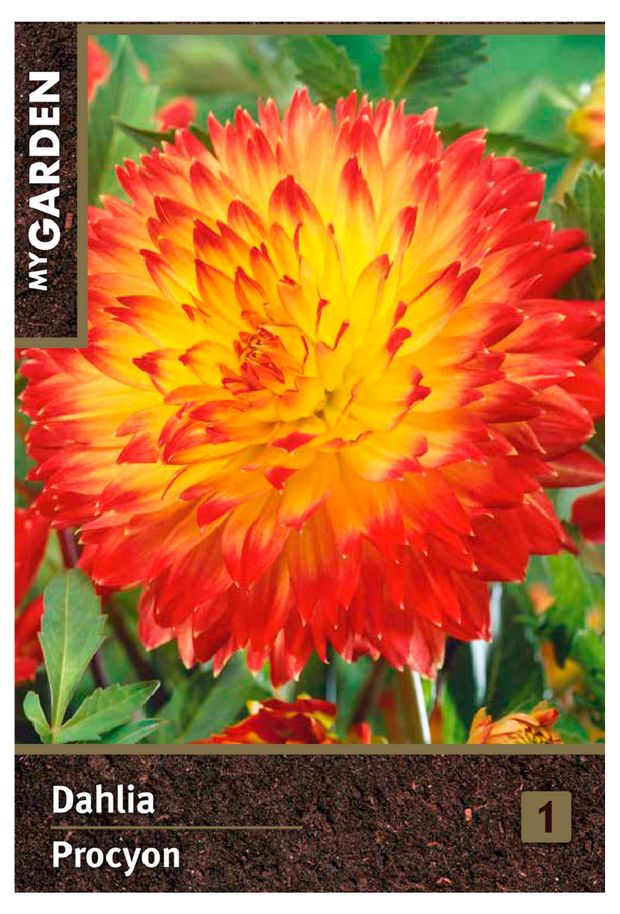 Георгина декоративная My Garden Процион, 1 шт