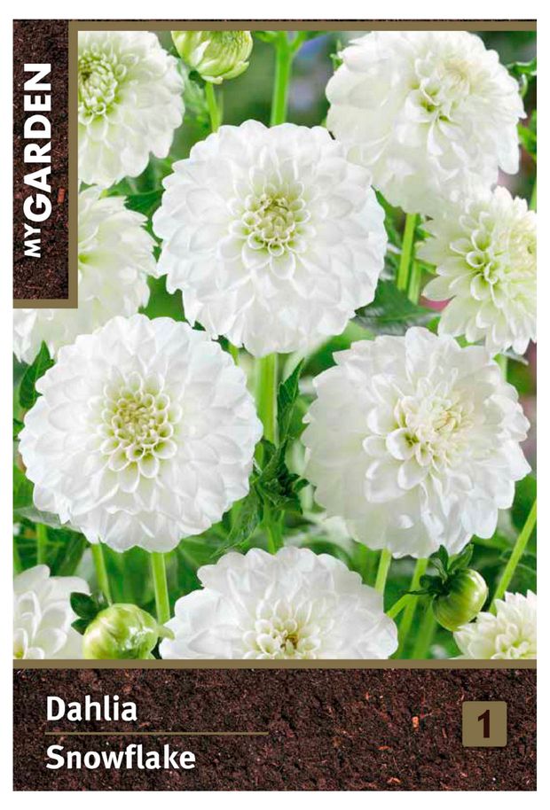 Георгина помпонная My Garden Сноуфлейк, 1 шт