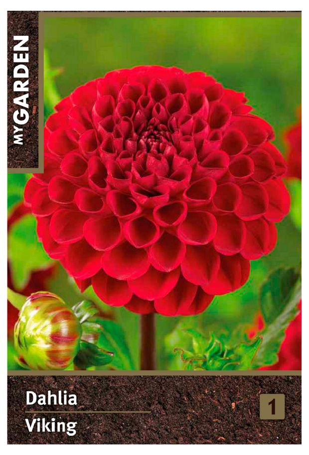 Георгина помпонная My Garden Викинг, 1 шт