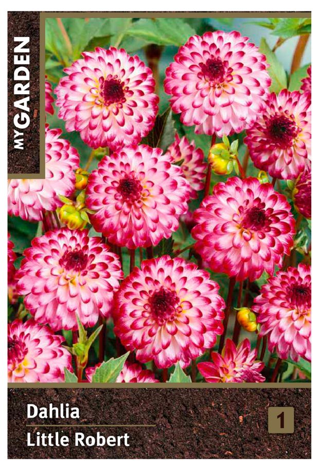 Георгина декоративная My Garden Литтл Роберт, 1 шт