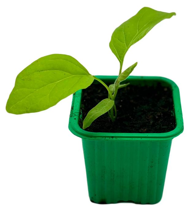 Рассада ЕТК Баклажан смесь в горшке d 12 см 90₽