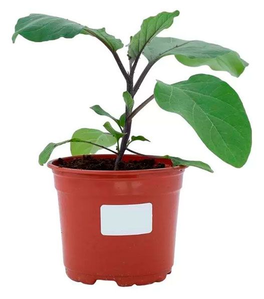 Рассада ЕТК Баклажан Черный красавец в горшке d 12 см 100₽