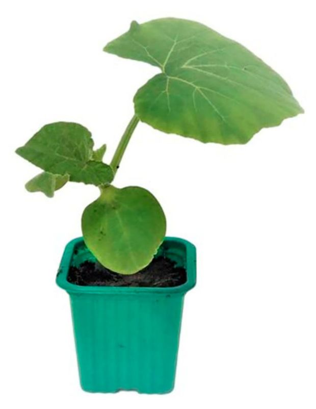 Рассада фруктово-ягодная ЕТК Дыня смесь в горшке, P9