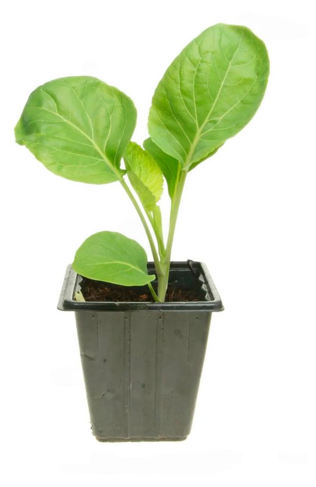 Рассада ЕТК Капуста белокочанная в горшке Р9 70₽