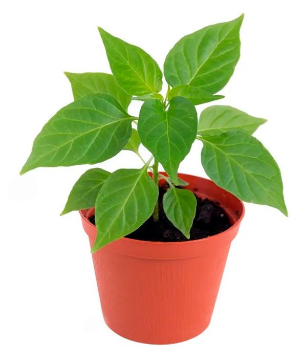 Рассада овощей ЕТК Перец острый смесь в горшке, d 12 см