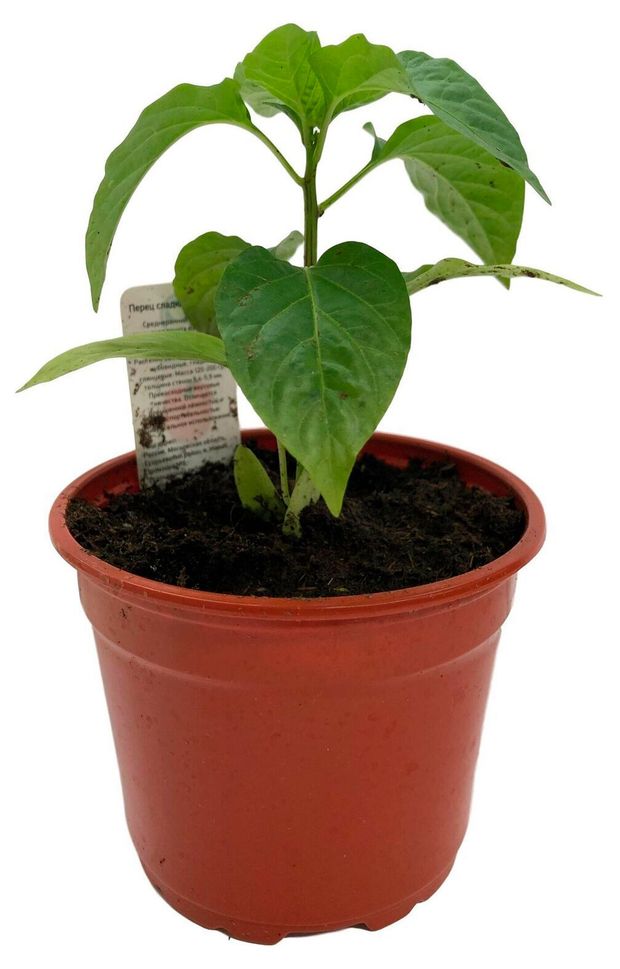 Рассада ЕТК Перец сладкий Байкал в горшке d 12 см 100₽