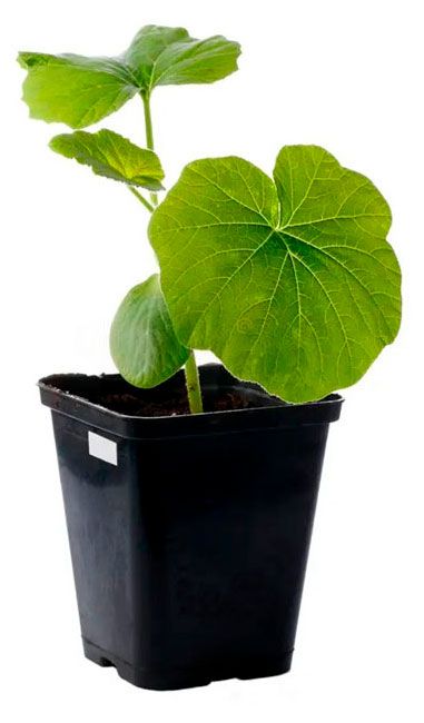 Рассада овощей ЕТК Тыква в горшке, P9