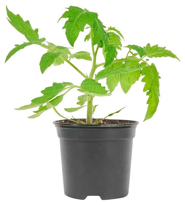 Рассада ЕТК Томат Алая каравелла в горшке d 12 см 100₽