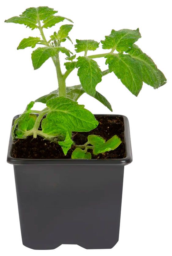 Рассада ЕТК Томат Бычье сердце в горшке d 12 см 100₽