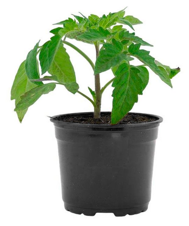 Рассада ЕТК Томат Черри Мадейра в горшке d 12 см 100₽