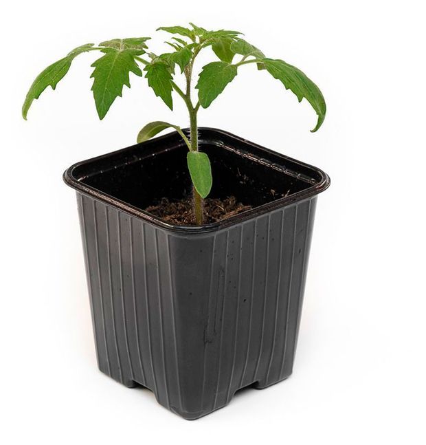 Рассада ЕТК Томат Черри Терек в горшке d 12 см 100₽