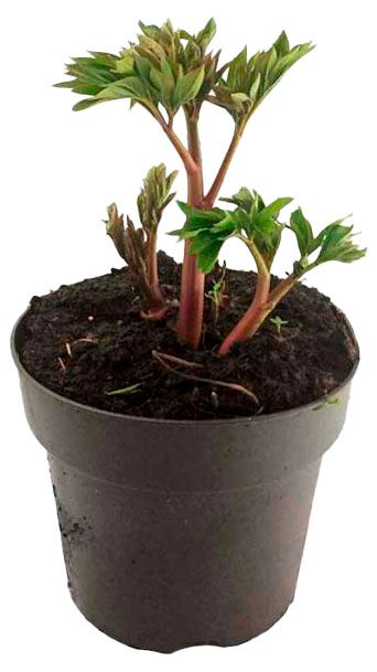 Саженцы Цветы Московского Пион древовидный d 14 h 20 см 991₽