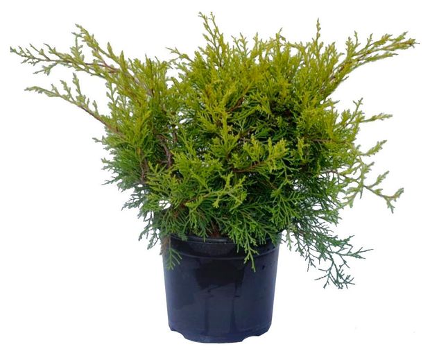 Саженцы хвойных кустарников Цветы Московского Можжевельник средний Олд Голд в горшке d 13 h 15 см 649₽