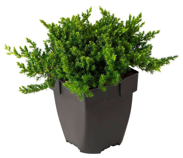 Саженцы хвойных деревьев Цветы Московского Можжевельник лежачий Прокумбенс Нана в горшке d 13 h 20 см 679₽