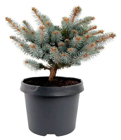 Саженцы Цветы Московского Ель колючая Глаука Глобоза в горшке d 23 h 60 см 4591₽