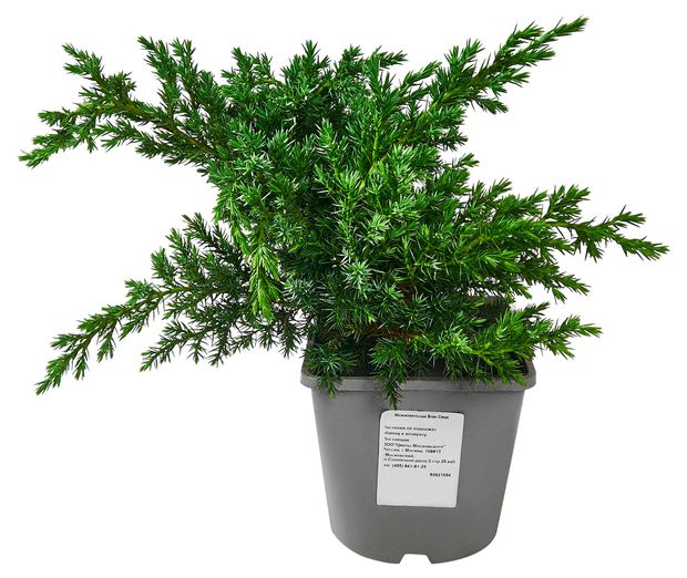 Саженцы Цветы Московского Можжевельник Блю Свид в горшке d 17 h 30 см 979₽