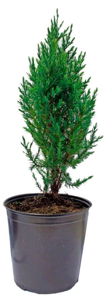Саженцы хвойных кустарников Цветы Московского Можжевельник китайский Стрикта в горшке d 13 h 40 см 699₽