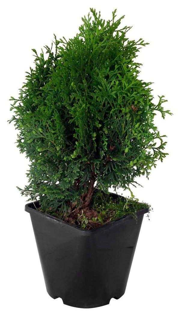 Саженцы Цветы Московского Туя западная Холмстрап в горшке, d 13 h 40 см
