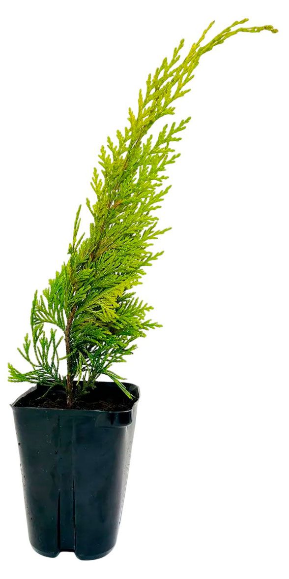 Саженцы Цветы Московского Кипарисовик Лавсона Ивонна в горшке d 19 h 30 см 1881₽