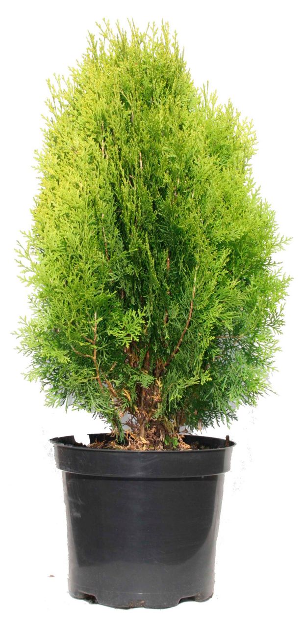 Саженцы Цветы Московского Туя Голден Смарагд в горшке d 23 h 80 см 4072₽