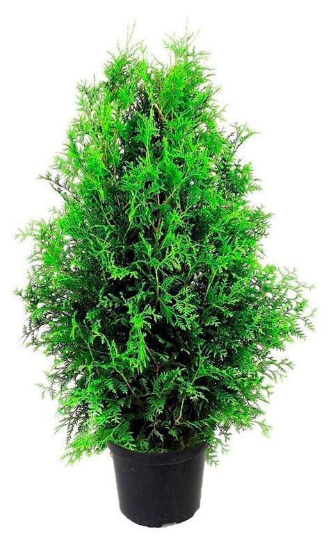Саженцы Цветы Московского Туя Брабант в горшке d 19 h 40 см 1991₽